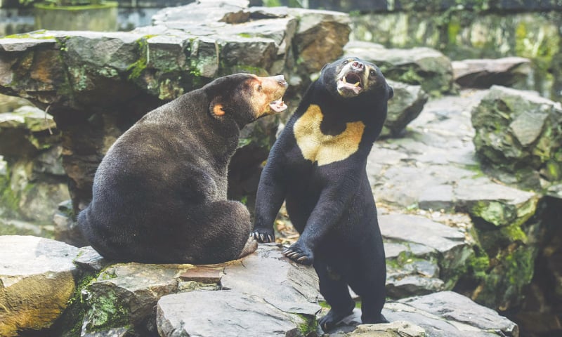 Chinese zoo denies rare sun bear is human in disguise . Zoo in Beijing, China,